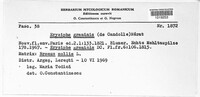 Blumeria graminis image